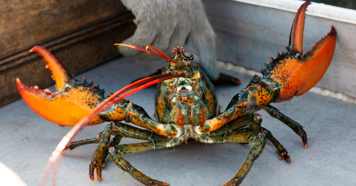 Biden state dinner serves up lobster à la controversy