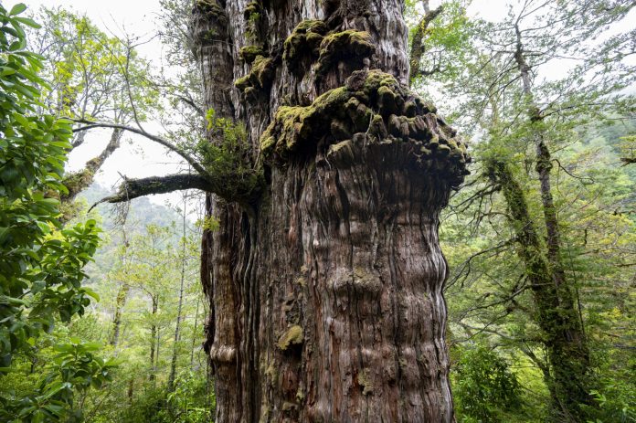 CHILE-ENVIRONMENT-SCIENCE-WEATHER-TREE