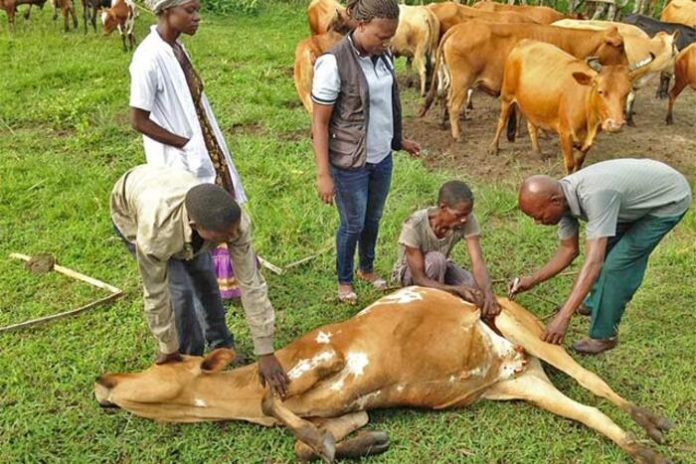 Cattle vaccination