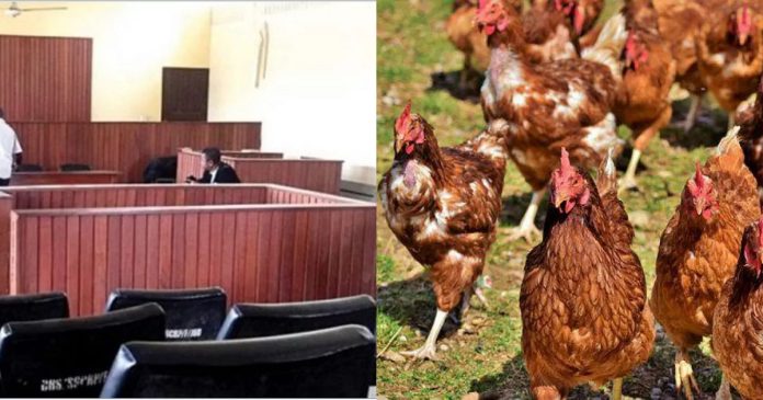 Young man sentenced to 3 months in prison for stealing 100 chickens