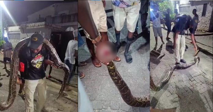 Fear amongst Lagos estate residents as huge python was found wandering (Video)