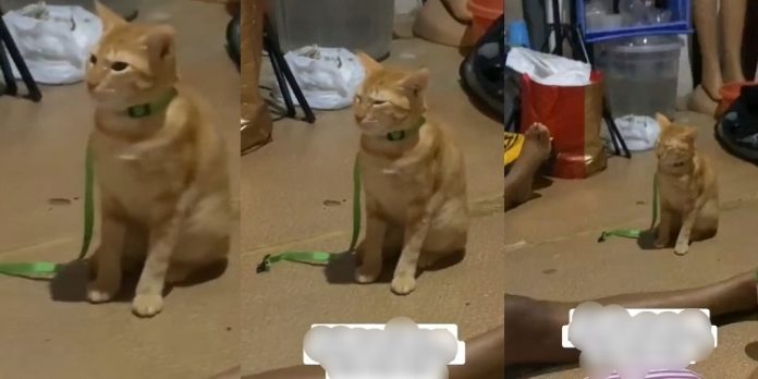 Lady scolds her pet cat over its refusal to eat its meal (VIDEO)