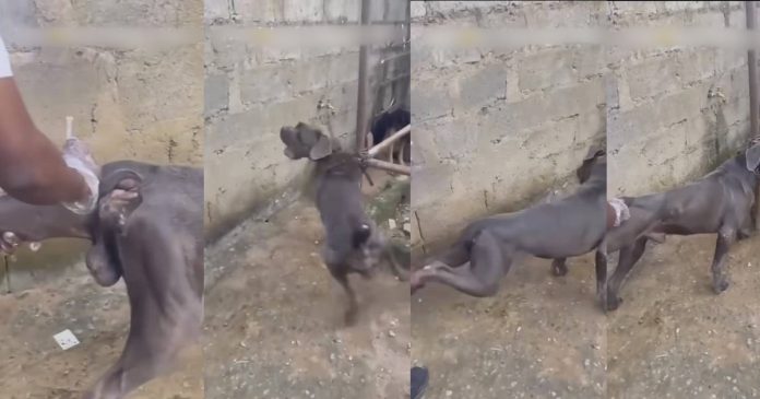 Nigerian Vet's Encounter With Pitbull Goes Viral After Injection Mishap (VIDEO)