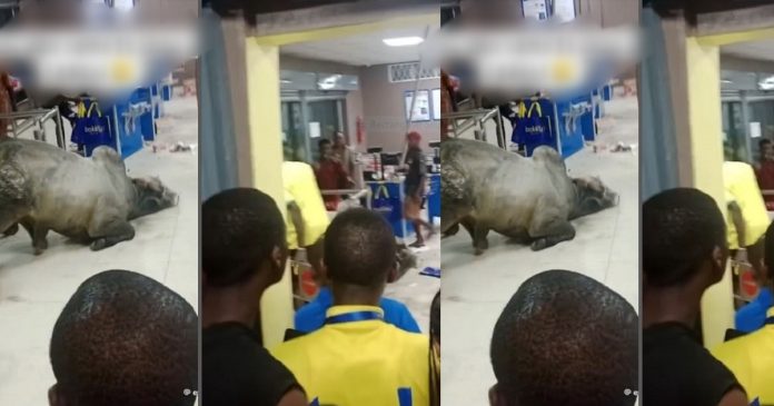 Netizens Reacts As Video Of A Cow Unexpectedly Invading A Supermarket In Lagos Goes Viral (WATCH)