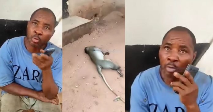Video Of A Man Pleading For Mercy After He Was Arrested For K!lling A Sacred Monkey In Awka Goes Viral (WATCH)