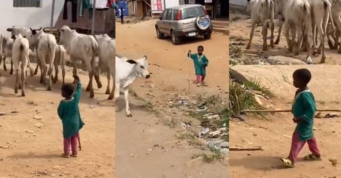 Viral Video Of A Young Boy Herding Cows Leaves Viewers In Awe (WATCH)