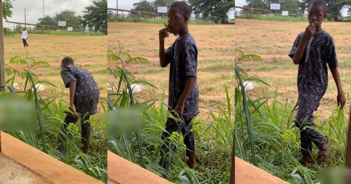 Viral Video Capturing A Young Boy Eating Grass Amid Hungǝr Cris!s Stirs Reaction Online (VIDEO)