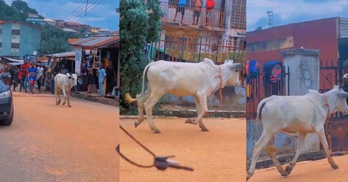 Neighborhood Turns Upside Down As Eid El-Kabir Cow Breaks Free On Festival Day (VIDEO)