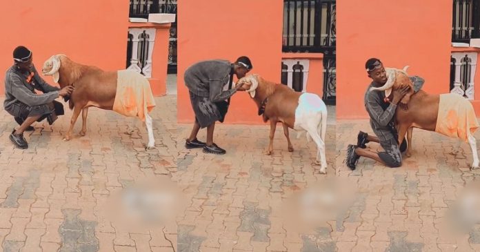 Nigerian Man Bids Emotional Goodbye To His Beloved Pet Ram Ahead Of Eid Kabir Festival (VIDEO)