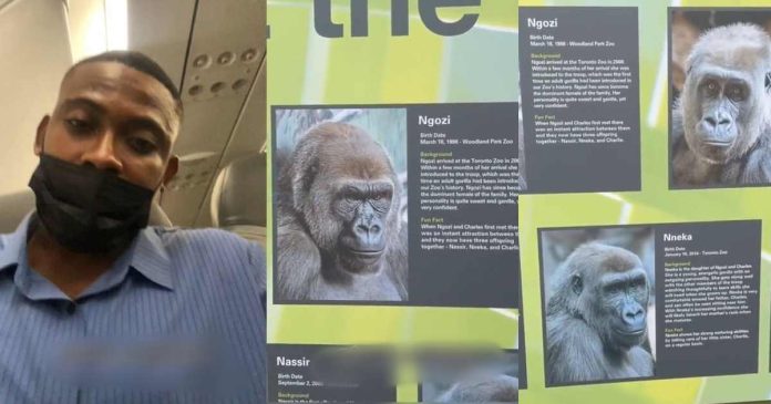 Nigerian Man's Reaction To Discovering Gorillas Bearing Nigerian Names In Canadian Zoo Goes Viral (WATCH)