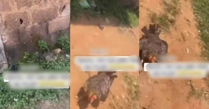 Hilarious moment a grown man flǝǝs from an @ngry mother hen cr@cks online users (WATCH)