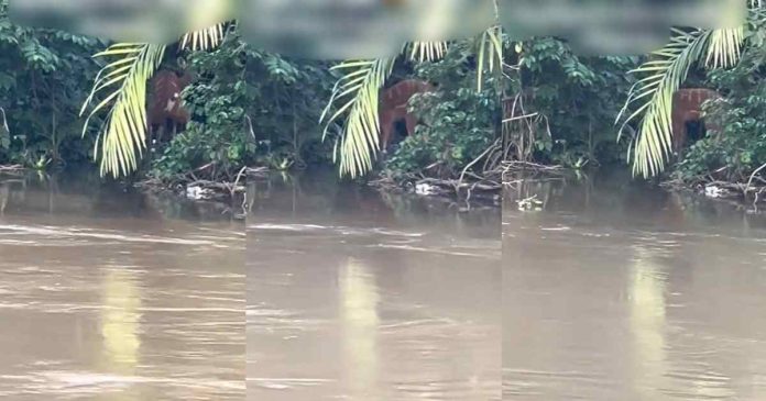 Resident discovers deer in Alapere neighbourhood, near Agboyi River (WATCH)