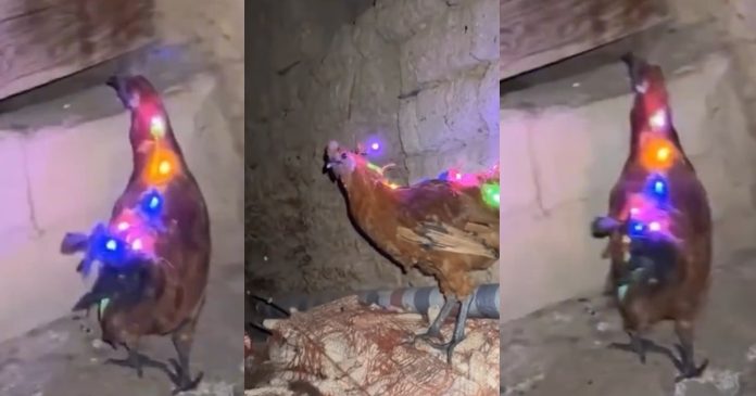 Viral video of chicken adorned with Christmas light sp@rks humor online (WATCH)