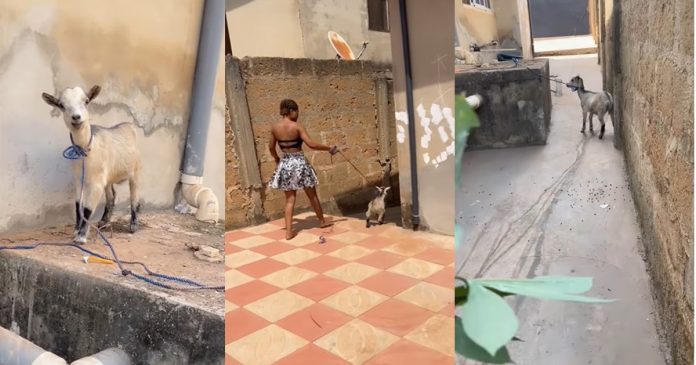 Lady discovers hidden talent for making goat sounds while feeding the animal on her mum's request (WATCH)