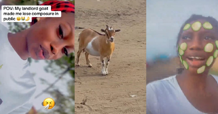 Lady Ch@ses Down Her Landlord's Goat After It St0le Her Bread (WATCH)