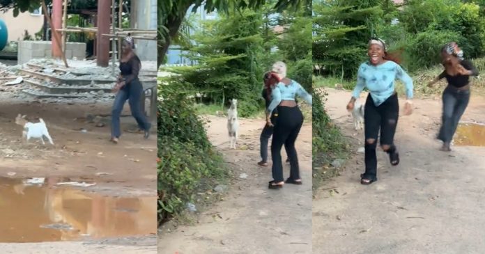 "They thought it was a good idea to tr0uble a baby goat" – Man shares how a goat charged at his homegirls during their hangout (WATCH)