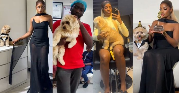 Lady stirs reactions online after sharing impressive amount she spent celebrating her puppy's fifth birthday.