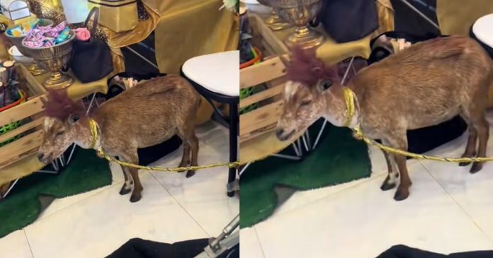 "Is the ribbon necessary?" – Netizens react after spotting a decorated goat at a wedding reception (Watch)